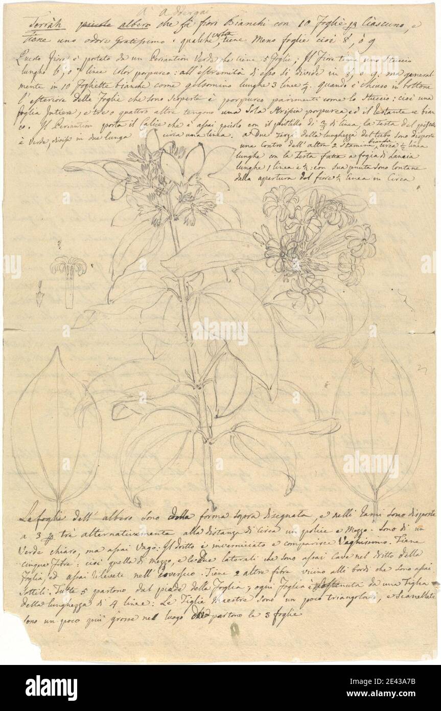 Luigi Balugani, 1737â–1770, Italiano, Jasmnium Dichtomum, non datato. Grafite su carta media, leggermente testurizzata, wove beige. Dettagli , fiori (piante) , foglie Foto Stock Luigi Balugani, 1737â–1770, Italiano, Jasmnium Dichtomum, non datato. Grafite su carta media, leggermente testurizzata, wove beige. Dettagli , fiori (piante) , foglie Foto Stock