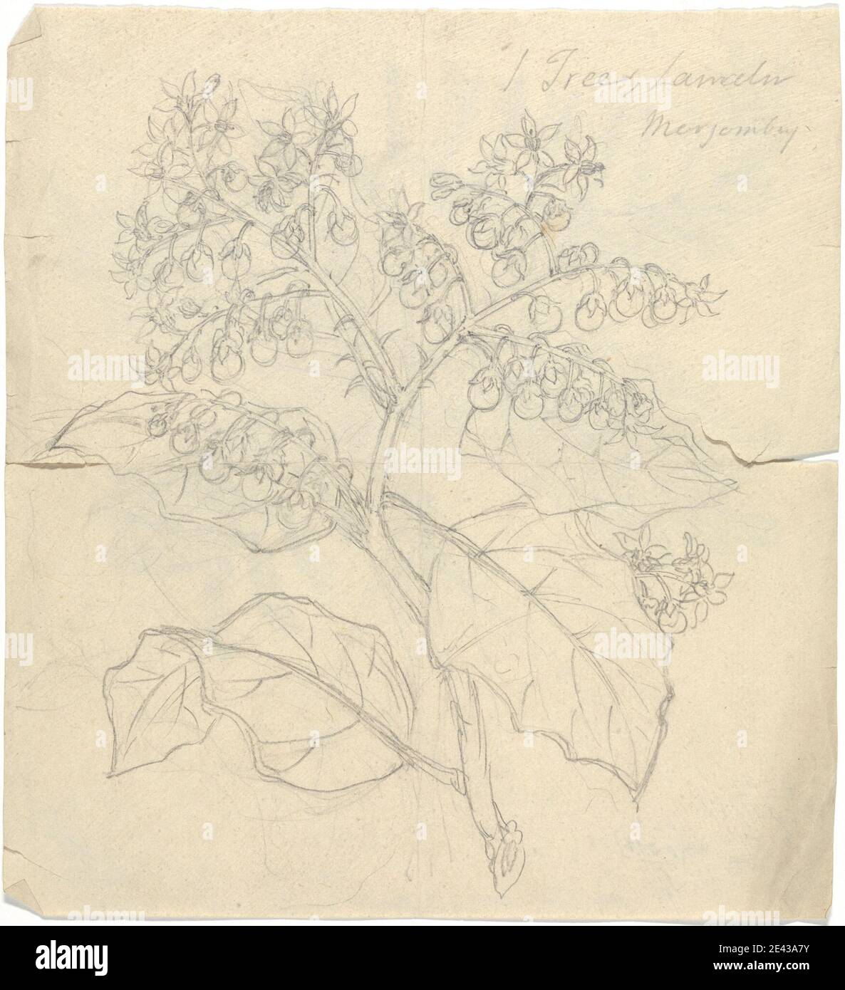 Luigi Balugani, 1737â–1770, Italiano, Solanum Adoense, non ondeggiato. Grafite su carta media, leggermente testurizzata, wove beige. berry , foglie Foto Stock Luigi Balugani, 1737â–1770, Italiano, Solanum Adoense, non ondeggiato. Grafite su carta media, leggermente testurizzata, wove beige. berry , foglie Foto Stock