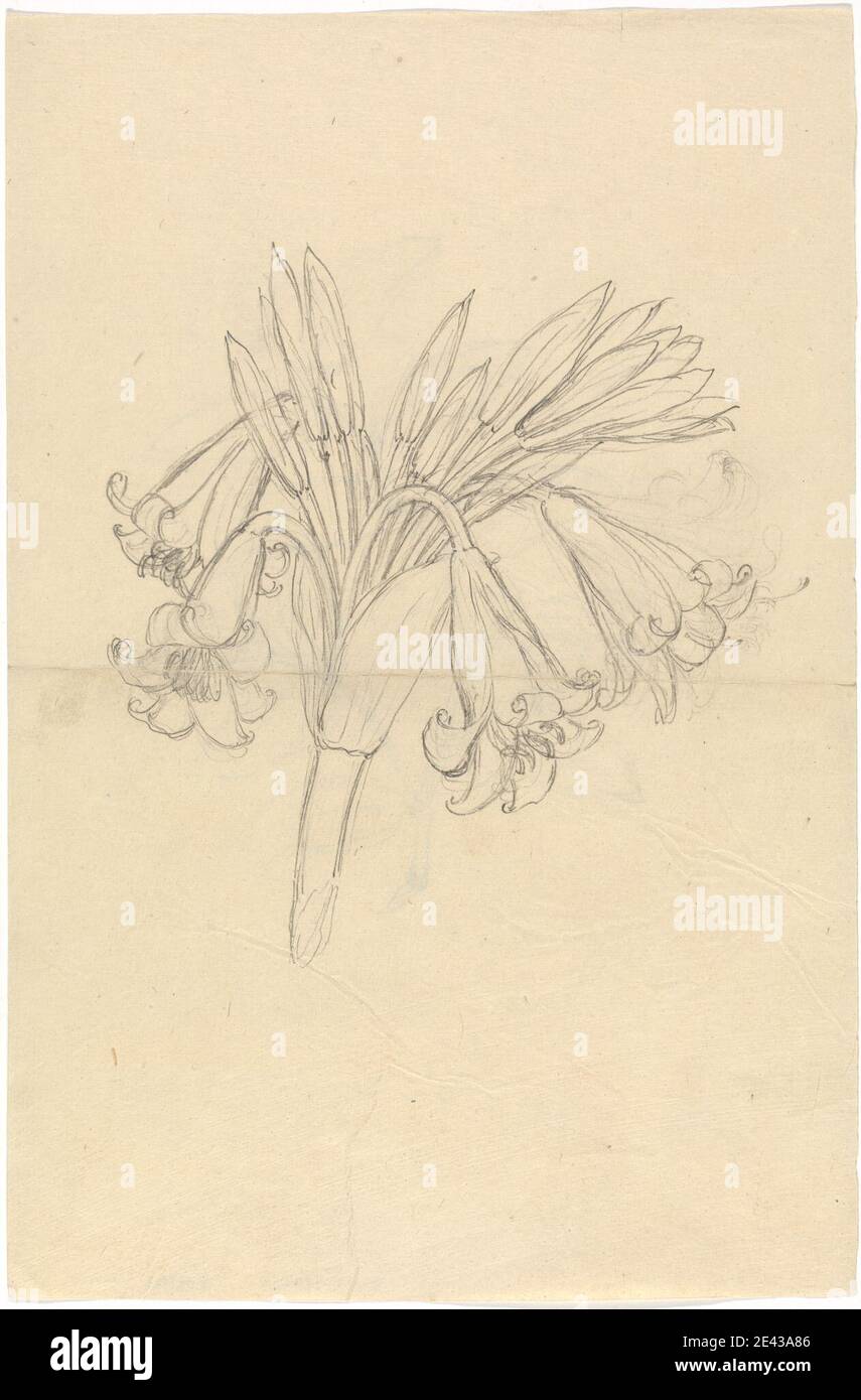 Luigi Balugani, 1737â–1770, italiano, crinum Schimperi, ondeggiato. Grafite su carta di wove crema media, leggermente testurizzata. Fiori (piante) , foglie , gigli Foto Stock Luigi Balugani, 1737â–1770, italiano, crinum Schimperi, ondeggiato. Grafite su carta di wove crema media, leggermente testurizzata. Fiori (piante) , foglie , gigli Foto Stock