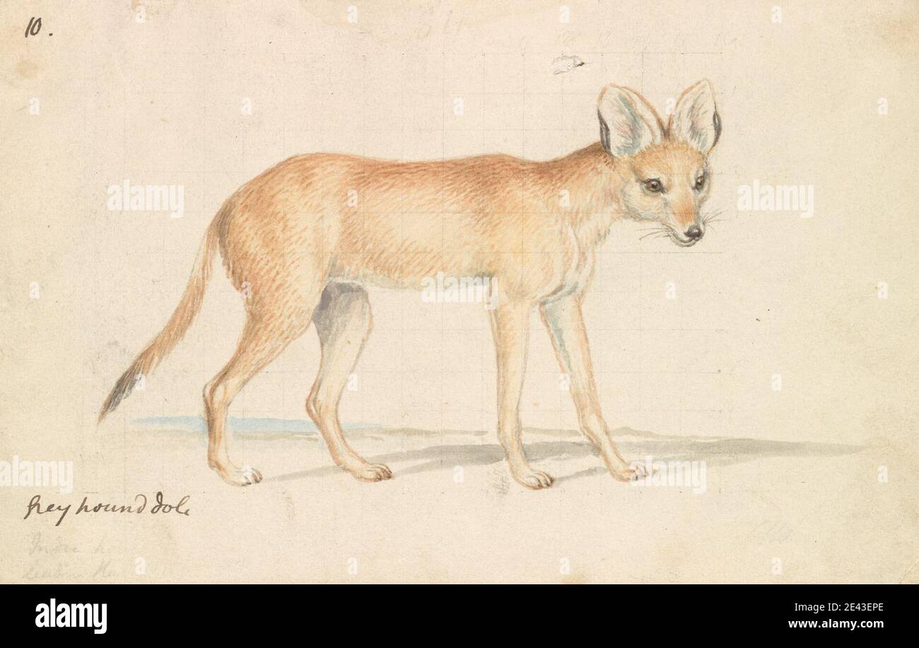 Charles Hamilton Smith, 1776â–1859, belga, Greyhound Dhole, ca. 1837. Acquerello, inchiostro di penna e marrone e grafite su carta leggermente spessa, liscia, crema, wove. Arte animale Foto Stock
