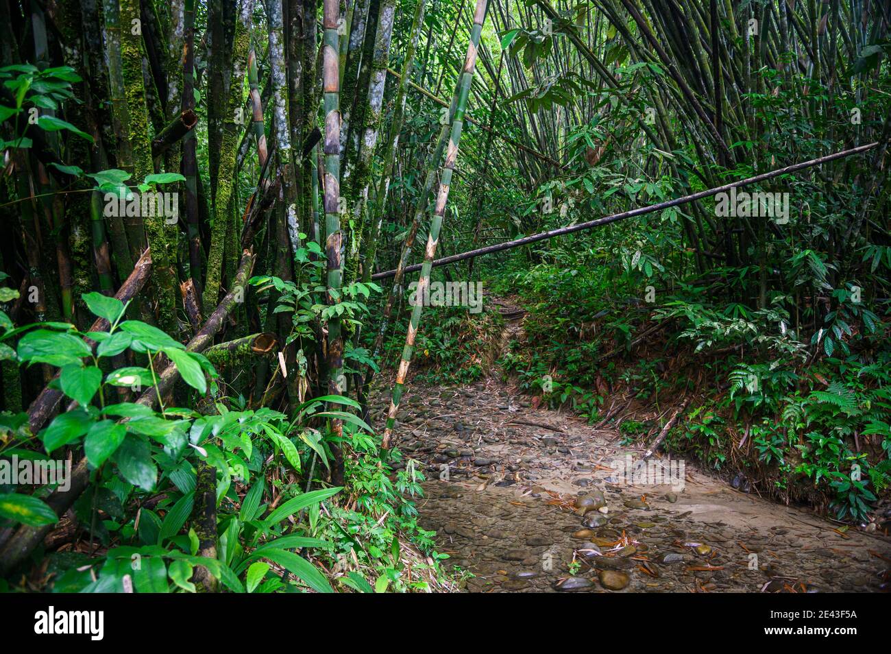 Percorso attraverso una foresta di bambù in Malesia Foto Stock