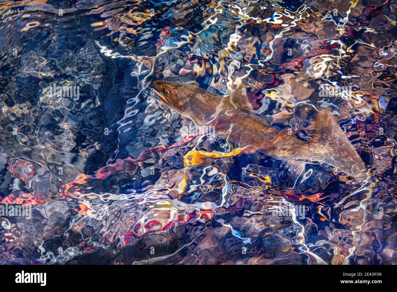 Trote di toro che nuotano nel fiume McKenzie, Cascade Mountains, Oregon. Foto Stock