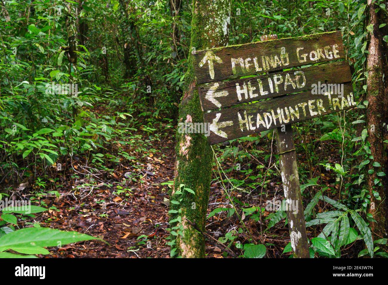 Sentiero headhunter nel Gunung Mulu National Park, Malesia Foto Stock