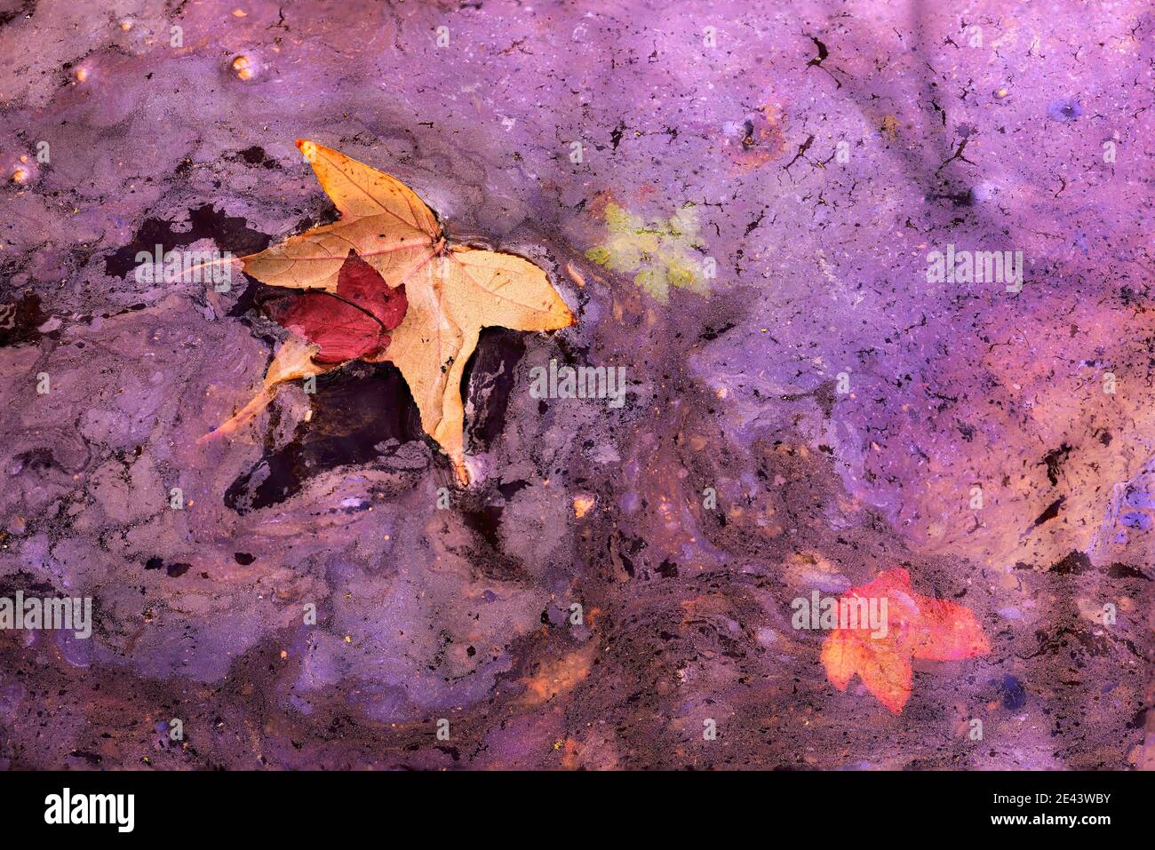 primo piano astrazione al biofilm della palude dove diverse foglie di alberi vicini sono caduti. Foto Stock