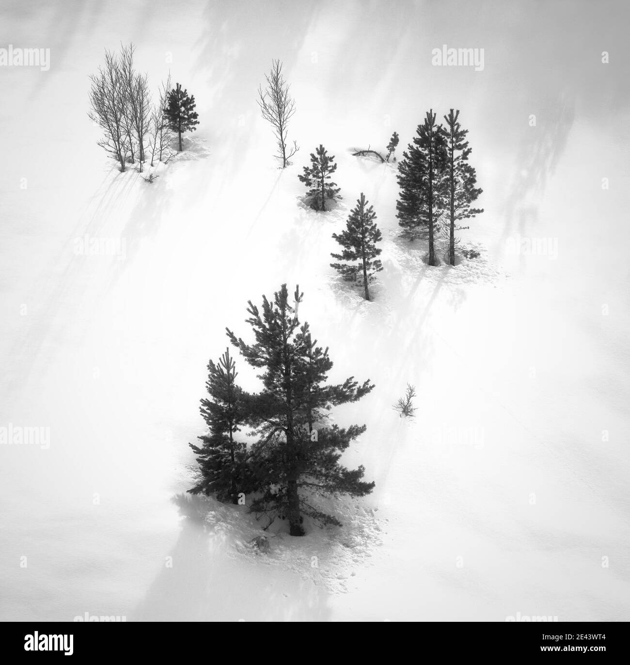 Scenario aereo bianco e nero di alberi sempreverdi in crescita campo innevato selvaggio in giornata di sole in inverno Foto Stock