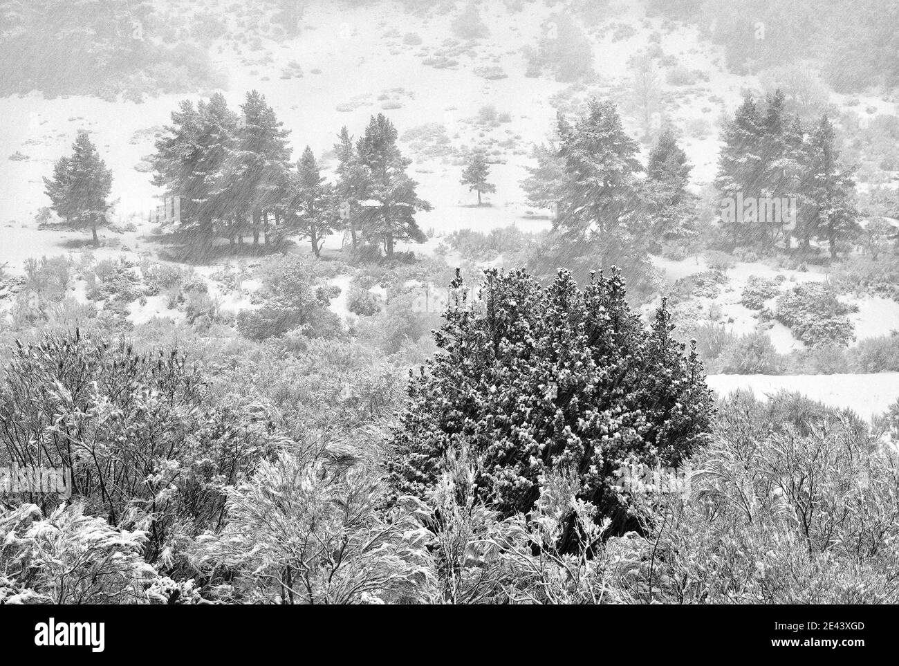 Vista sui droni bianchi e neri della foresta con alberi sempreverdi crescere su pendii innevati in altopiani in inverno Foto Stock