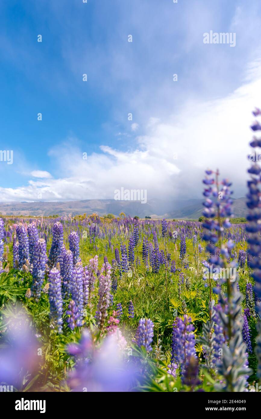 nascosto a sud della nuova zelanda Foto Stock
