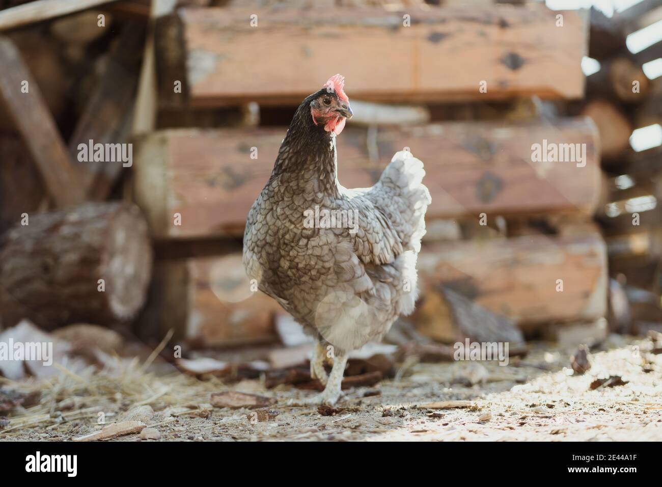 Gallina monomarca in piedi vicino capannone di legno in cortile di casa colonica in campagna Foto Stock