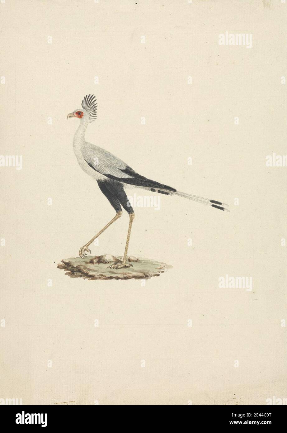 James Bruce, 1730â–1794, British, Sagittarius serpentarius (Segretario Bird), ca. 1768. Acquerello su grafite su carta media, leggermente testurizzata, crema. Arte animale Foto Stock James Bruce, 1730â–1794, British, Sagittarius serpentarius (Segretario Bird), ca. 1768. Acquerello su grafite su carta media, leggermente testurizzata, crema. Arte animale Foto Stock