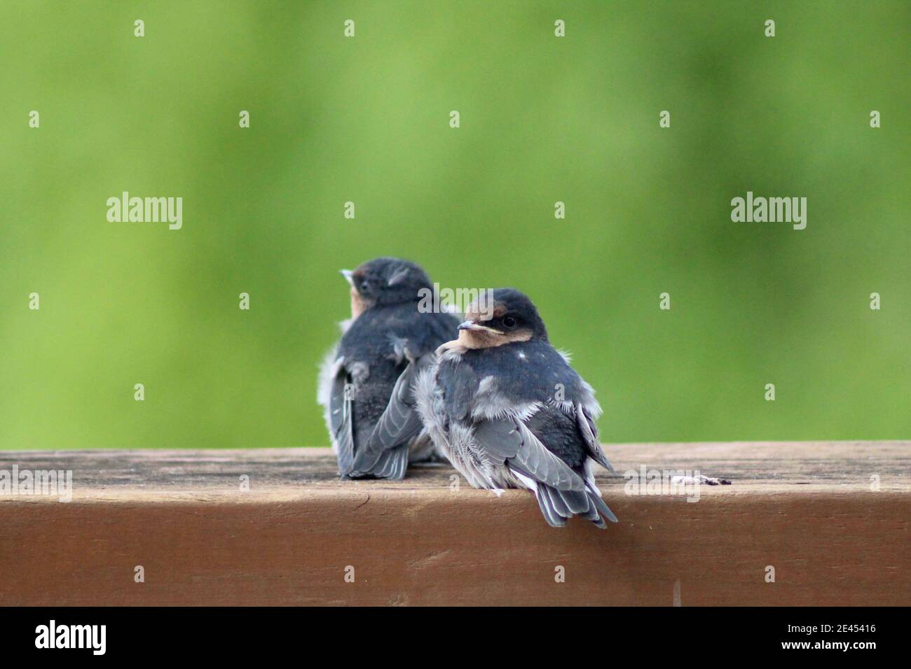 Young Fledged Swallows di benvenuto appollaiato su un balcone Foto Stock