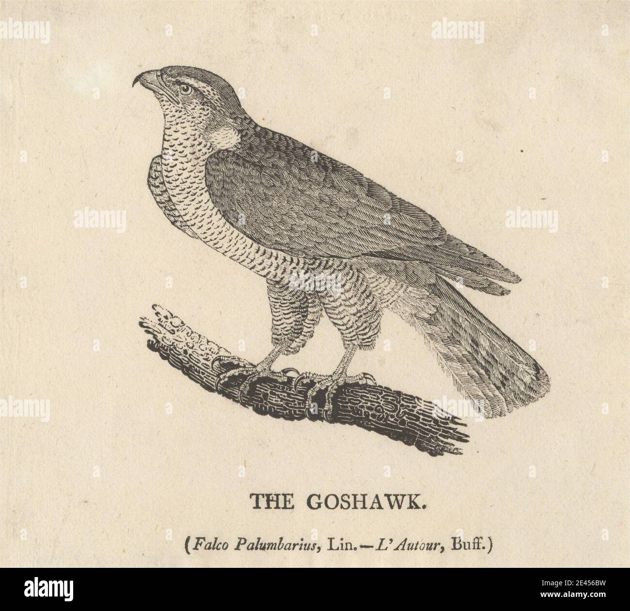 Stampa realizzata da Thomas Bewick, 1753â–1828, inglese, The Goshawk, non datata. Incisione di legno su carta di wove sottile, leggermente testurizzata, crema. Arte animale , uccello , ramo , piume , goshawk , falco. Linneo, Carl (1707-1778), naturalista e tassonomista Foto Stock Stampa realizzata da Thomas Bewick, 1753â–1828, inglese, The Goshawk, non datata. Incisione di legno su carta di wove sottile, leggermente testurizzata, crema. Arte animale , uccello , ramo , piume , goshawk , falco. Linneo, Carl (1707-1778), naturalista e tassonomista Foto Stock