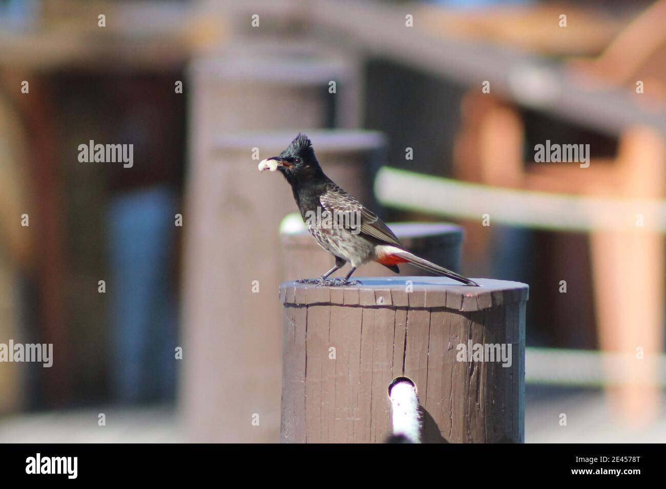 Bulbul rosso-ventilato a Samoa Foto Stock