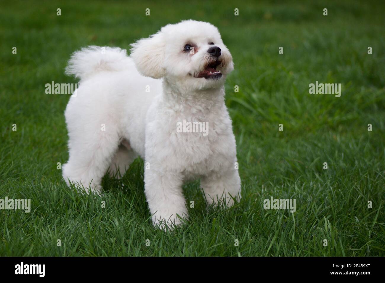 Felice piccolo Bichon Frise in giardino Foto Stock