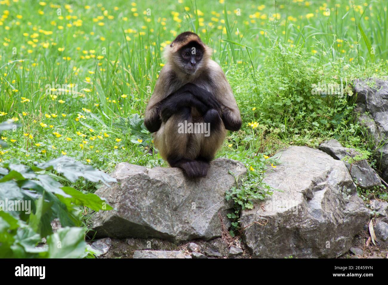 Scimmia ragno con mani incrociate seduti su una roccia dentro parte anteriore dell'erba e dei bicchierini Foto Stock