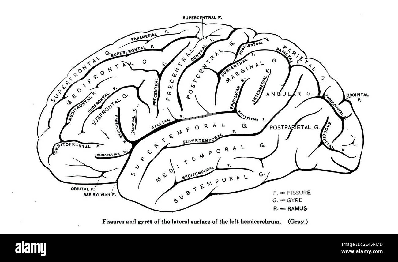Superficie laterale dell'emicerebro sinistro del cervello da un manuale di anatomia Foto Stock