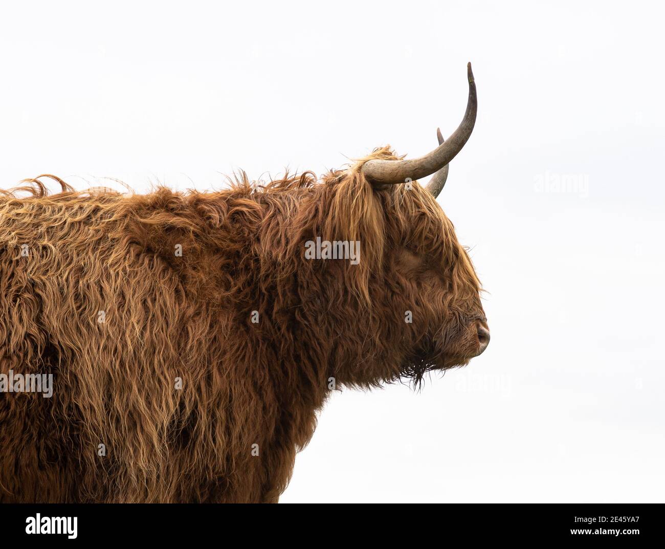 Fuoco selettivo di una mucca di Furry Highland catturata luce del giorno Foto Stock