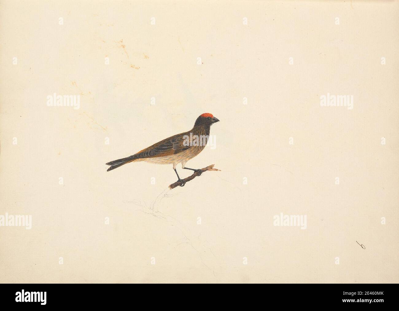 Luigi Balugani, 1737â–1770, Italiano, uccello non identificato, non datato. Acquerello, gouache, e grafite su carta media, leggermente testurizzata, crema. Arte animale Foto Stock Luigi Balugani, 1737â–1770, Italiano, uccello non identificato, non datato. Acquerello, gouache, e grafite su carta media, leggermente testurizzata, crema. Arte animale Foto Stock