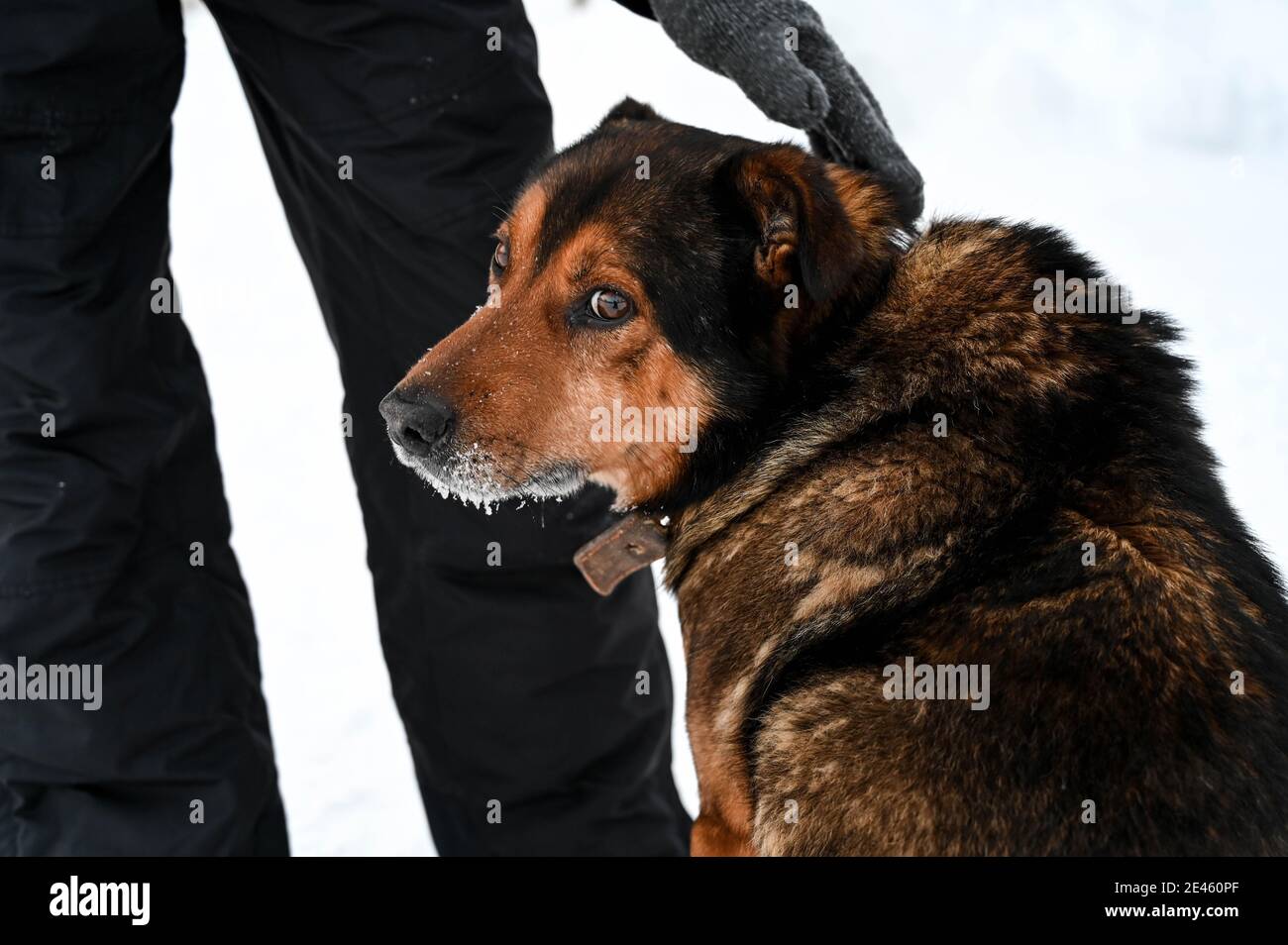Un cane con un collare guarda la fotocamera. Un uomo si trova nelle vicinanze e fa il cane. Foto Stock