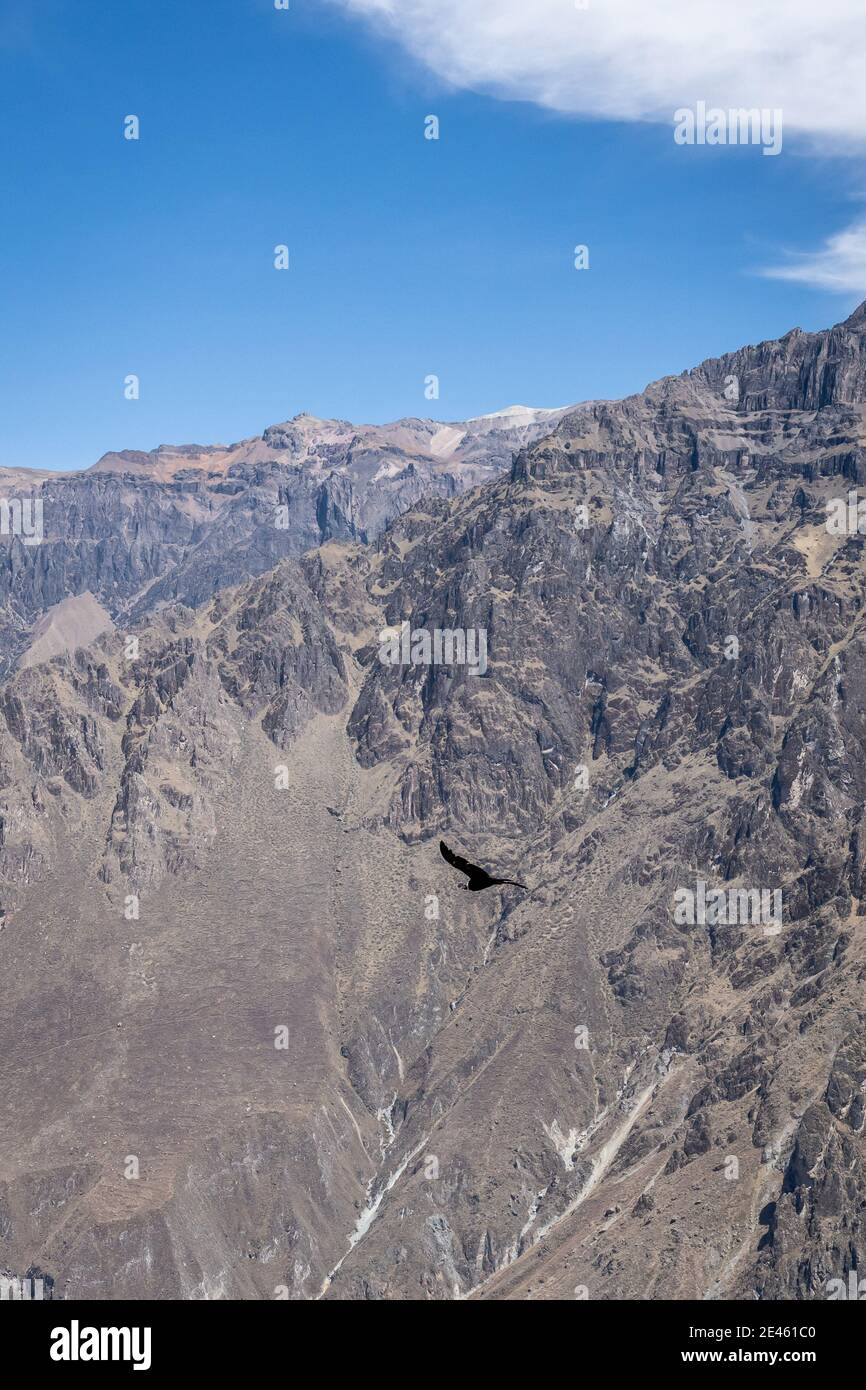 Il canyon di Colca nel Perù meridionale ospita il condor andino (Vultur gryphus). È il secondo canyon più profondo del mondo. Foto Stock