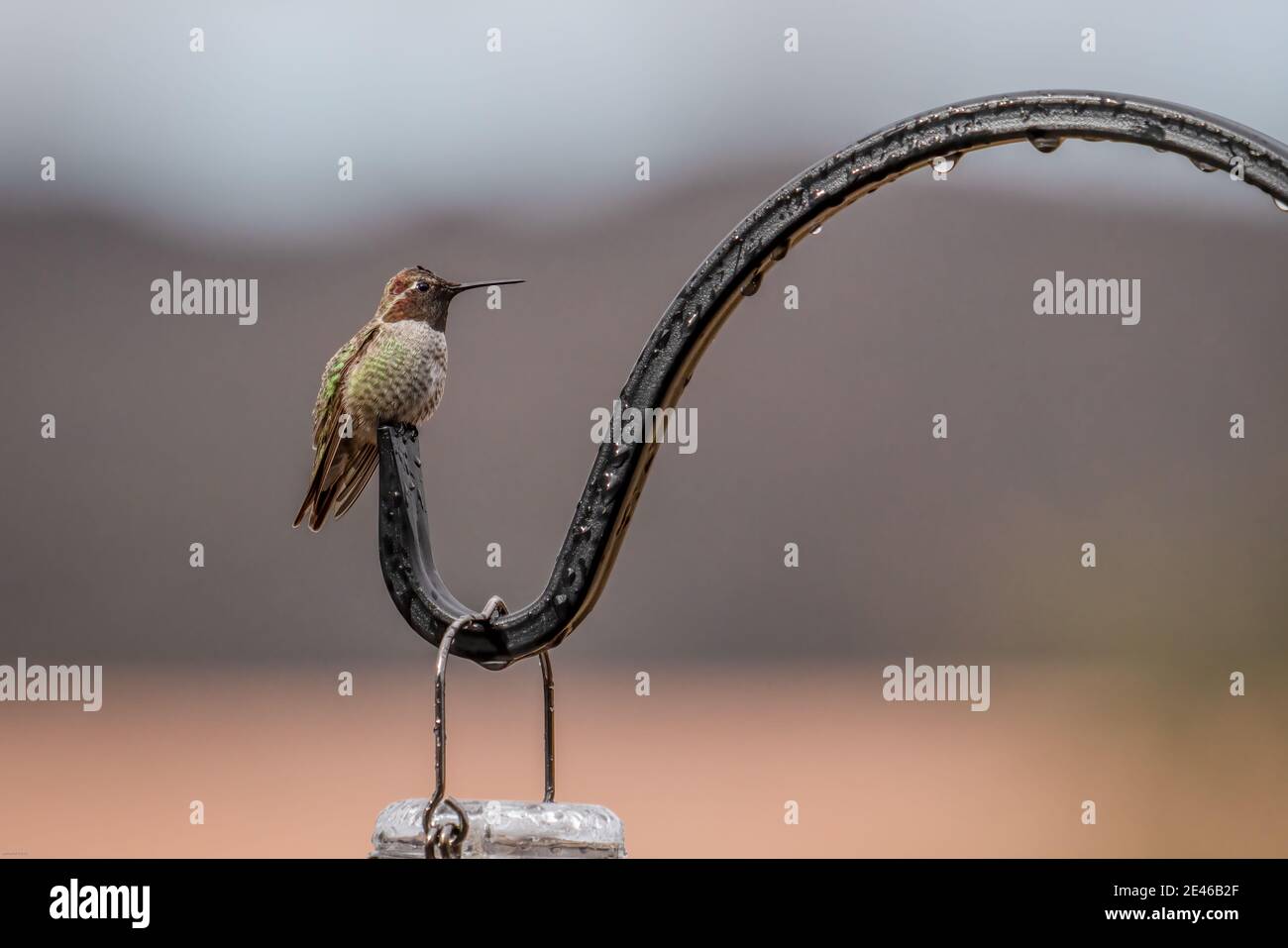 Maschio Anna Hummingbird arroccato, dopo la pioggia Foto Stock