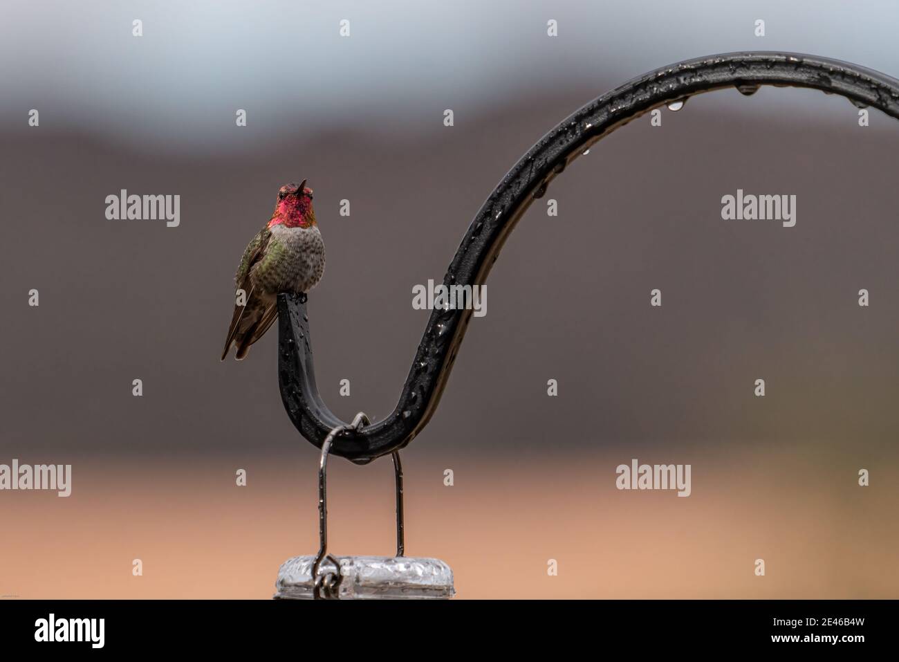 Maschio Anna Hummingbird arroccato, dopo la pioggia Foto Stock