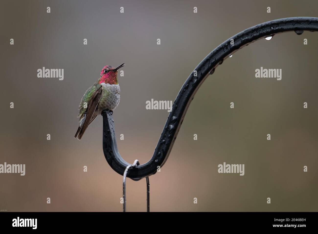 Maschio Anna Hummingbird arroccato, dopo la pioggia Foto Stock