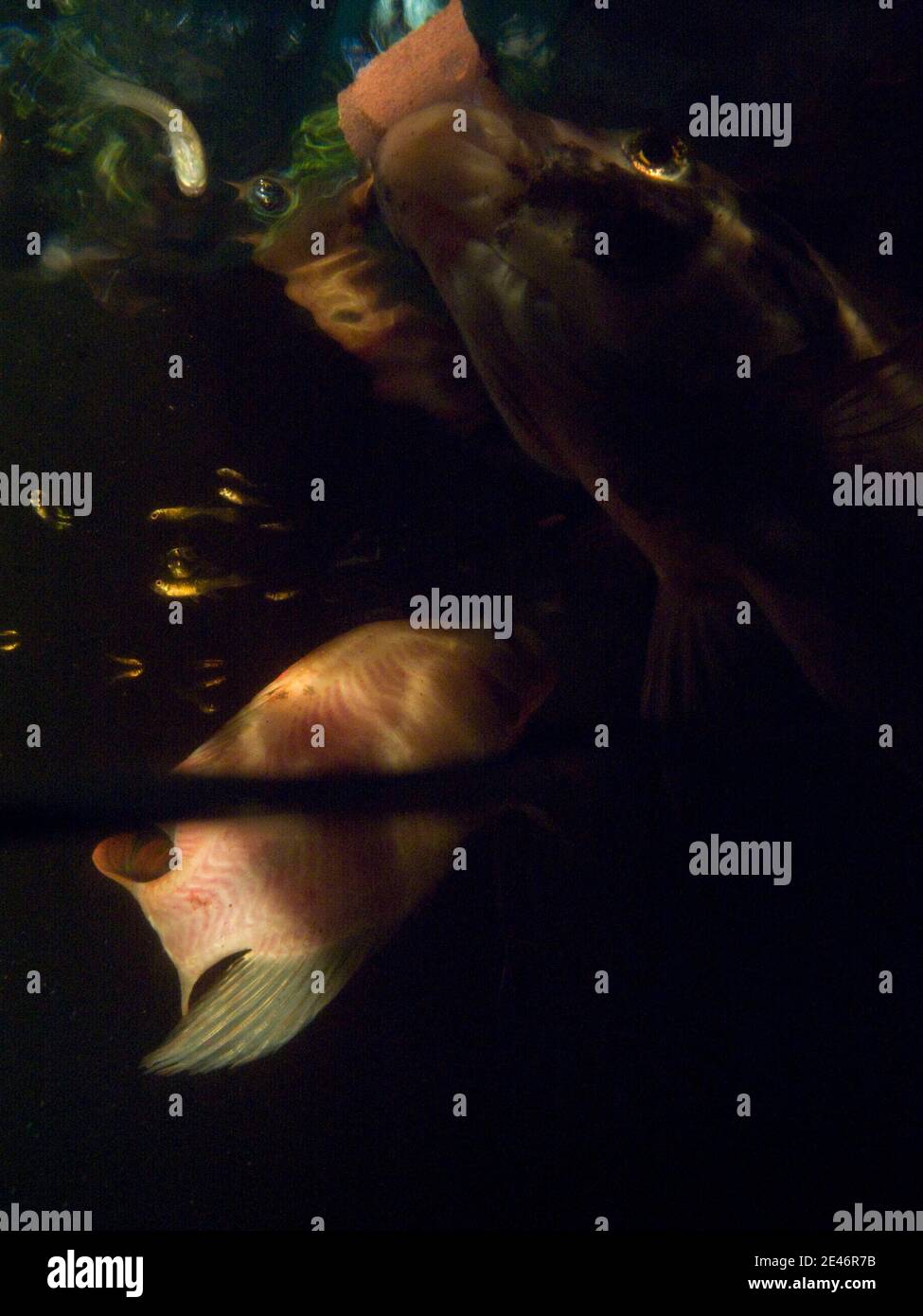Koi pesci che si nutrano sotto la superficie in uno stagno di koi Foto Stock