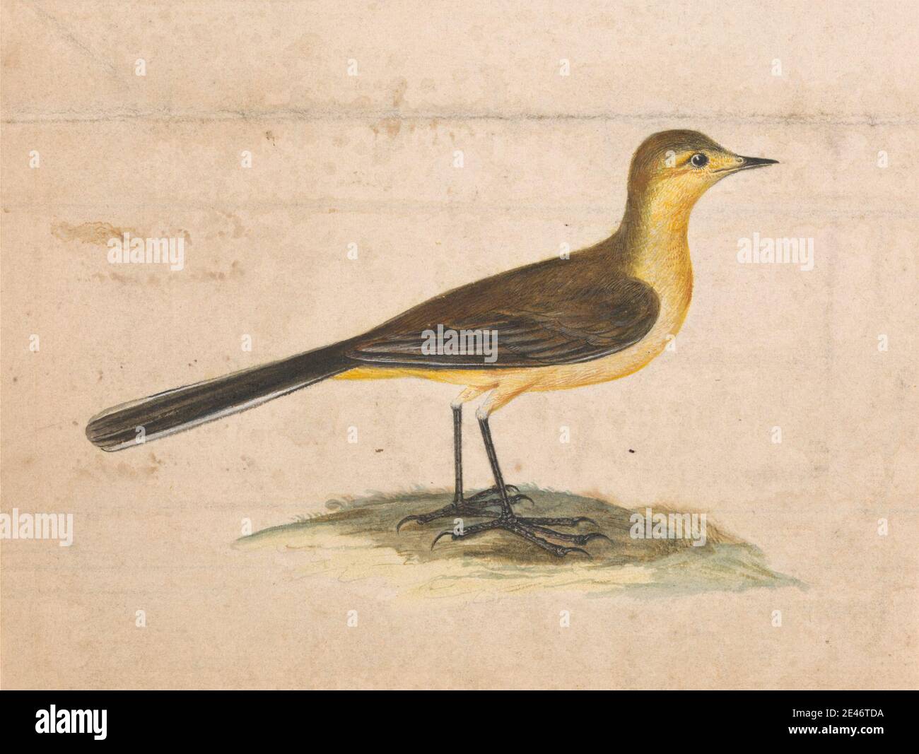 Thomas Atwood, ca. 1761–1766, inglese, UN gondino giallo, non datato. Acquerello, gouache e grafite su carta media, leggermente testurizzata, crema. Arte animale, uccello Foto Stock Thomas Atwood, ca. 1761–1766, inglese, UN gondino giallo, non datato. Acquerello, gouache e grafite su carta media, leggermente testurizzata, crema. Arte animale, uccello Foto Stock
