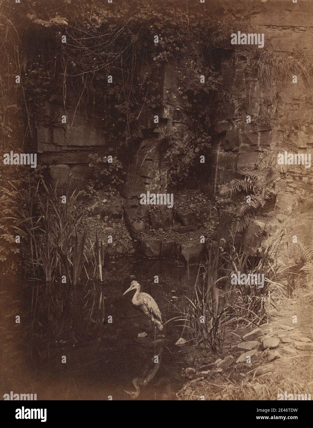 John Dillwyn Llewelyn, 1810–1882, inglese, Piscator, n. 2, 1856. Stampa albume da ossimello negativo su carta sottile, liscia, crema wove. Arte animale , uccello , scogliera , fogliame , paesaggio , stagno , acqua Foto Stock John Dillwyn Llewelyn, 1810–1882, inglese, Piscator, n. 2, 1856. Stampa albume da ossimello negativo su carta sottile, liscia, crema wove. Arte animale , uccello , scogliera , fogliame , paesaggio , stagno , acqua Foto Stock