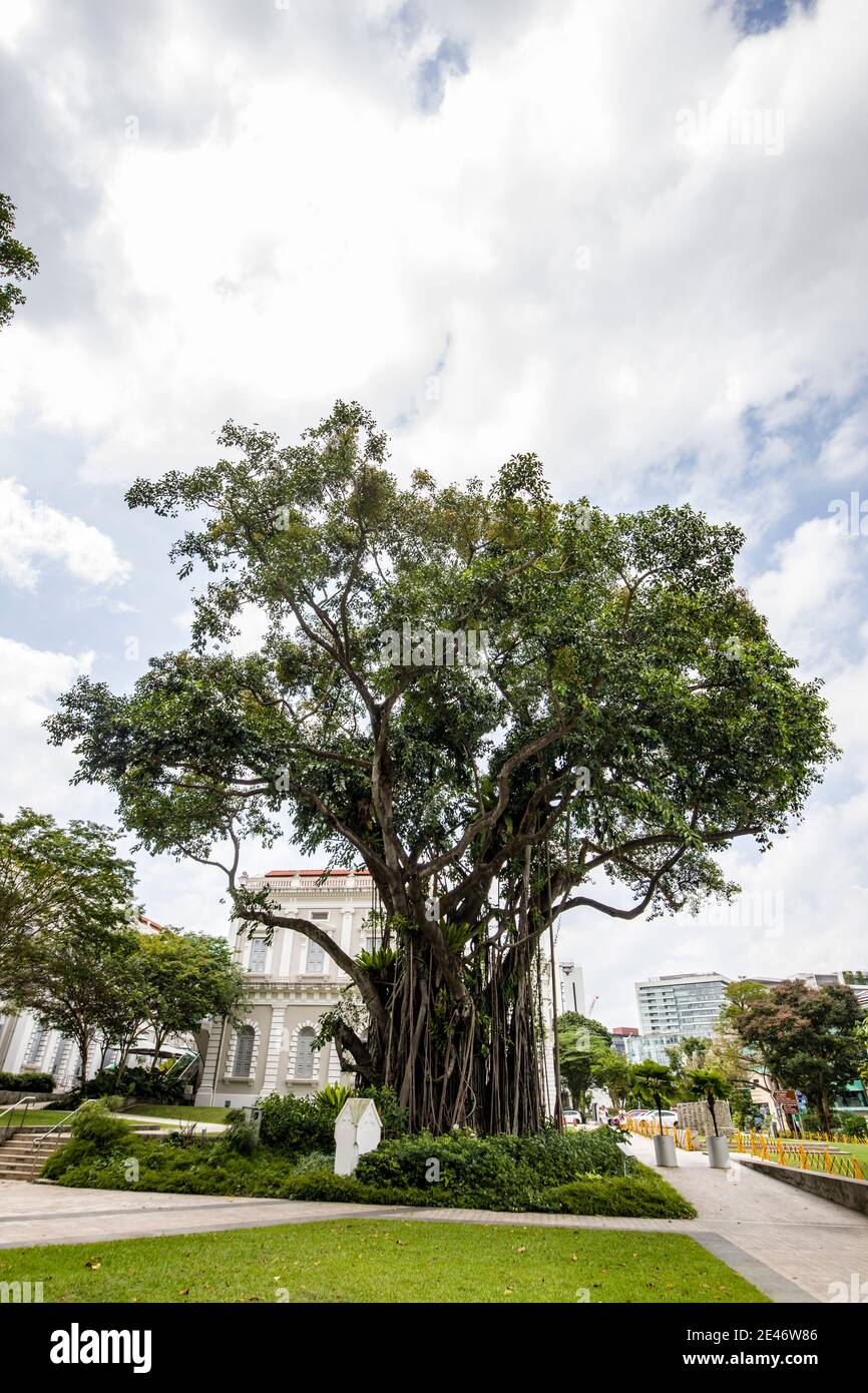L'albero del patrimonio, la gomma indiana (Ficus elastica) di fronte al Museo Nazionale di Singapore. È un albero sempreverde medio-grande Foto Stock