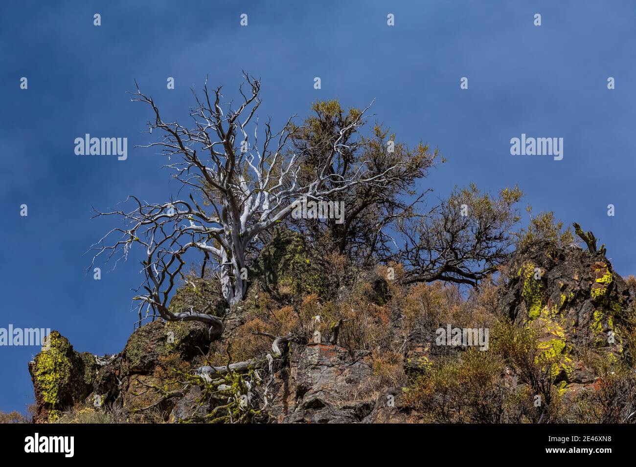 Guardando nella Big Indian Gorge scolpita in glaciale su Steens Mountain, Oregon, Stati Uniti Foto Stock