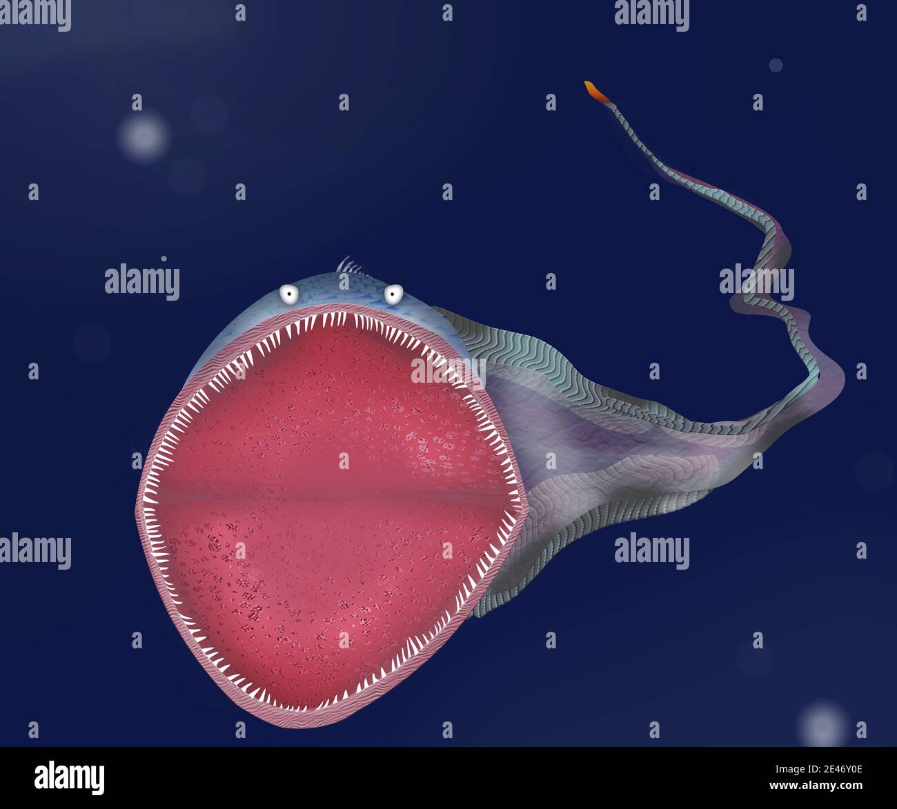 Gulper anguilla animale realistico Illustrazione sul fuoco in sfondo sfocato come nell'oceano. Lato anteriore con una bocca grande. Foto Stock