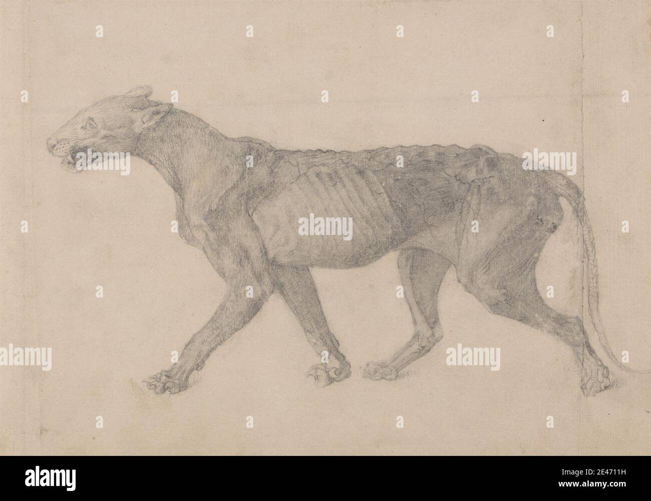 George Stubbs, 1724–1806, British, Tiger Body, Lateral View (primo di nove disegni di un altro esemplare di tigre), dal 1795 al 1806. Grafite su carta di wove crema sottile, leggermente testurizzata, deposta su carta crema, moderatamente spessa, moderatamente testurizzata, deposta; montata su carta di wove pesante. Studio anatomico , anatomia , studio figurativo , costole , tigre Foto Stock