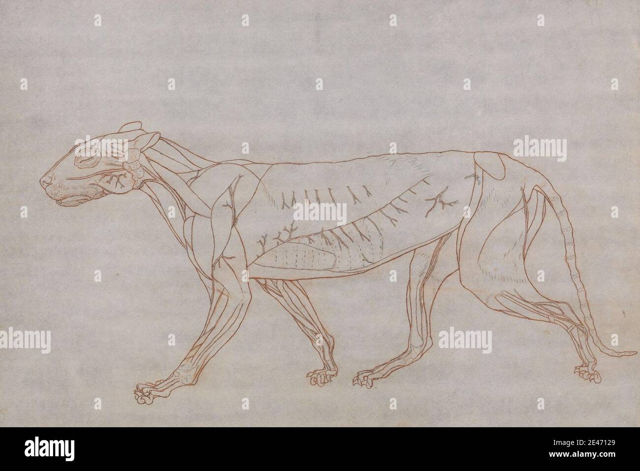 George Stubbs, 1724–1806, British, Tiger Body, Lateral View, 1795–1806. Grafite e gesso rosso; verso: Grafite su carta sottile, leggermente testurizzata, crema wove. Studio anatomico , anatomia , animale , corpo , studio figurativo , coda (componente della materia raccolta) , tigre Foto Stock