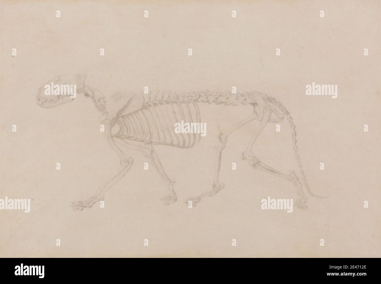 George Stubbs, 1724–1806, British, Tiger Skeleton, Lateral View (studio altamente finito per la Tabella IV), da 1795 a 1806. Grafite su carta sottile, leggermente testurizzata, crema wove. Studio anatomico , anatomia , animale , gatto (gatto domestico) , studio figurativo , lato , scheletro , cranio , tigre Foto Stock