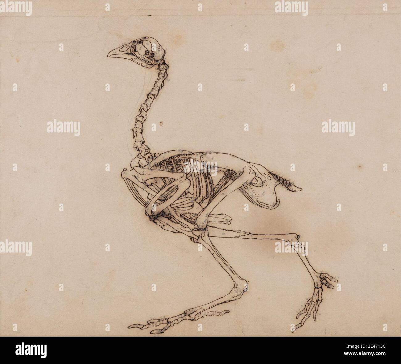George Stubbs, 1724–1806, britannico, Dorking Hen Skeleton, Lateral View (probabilmente preparato per una figura chiave non pubblicata), dal 1795 al 1806. Grafite, e penna con inchiostro di ferro su carta di wove sottile, leggermente testurizzata, crema deposta su crema, spessa, moderatamente testurizzata, carta deposte. Studio anatomico , anatomia , uccello , studio figurativo , scheletro , studio (lavoro visivo) Foto Stock George Stubbs, 1724–1806, britannico, Dorking Hen Skeleton, Lateral View (probabilmente preparato per una figura chiave non pubblicata), dal 1795 al 1806. Grafite, e penna con inchiostro di ferro su carta di wove sottile, leggermente testurizzata, crema deposta su crema, spessa, moderatamente testurizzata, carta deposte. Studio anatomico , anatomia , uccello , studio figurativo , scheletro , studio (lavoro visivo) Foto Stock