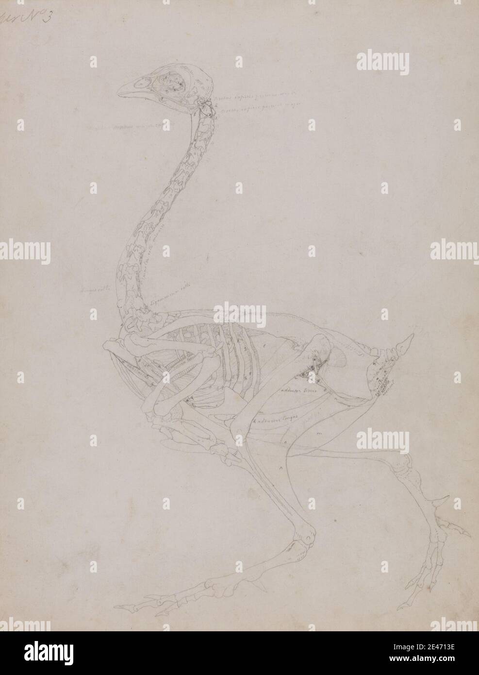 George Stubbs, 1724–1806, inglese, corpo faraone, vista laterale, da 1795 a 1806. Grafite su carta sottile, leggermente testurizzata, crema wove. Studio anatomico , anatomia , uccello , studio figurativo , studio (lavoro visivo) Foto Stock George Stubbs, 1724–1806, inglese, corpo faraone, vista laterale, da 1795 a 1806. Grafite su carta sottile, leggermente testurizzata, crema wove. Studio anatomico , anatomia , uccello , studio figurativo , studio (lavoro visivo) Foto Stock