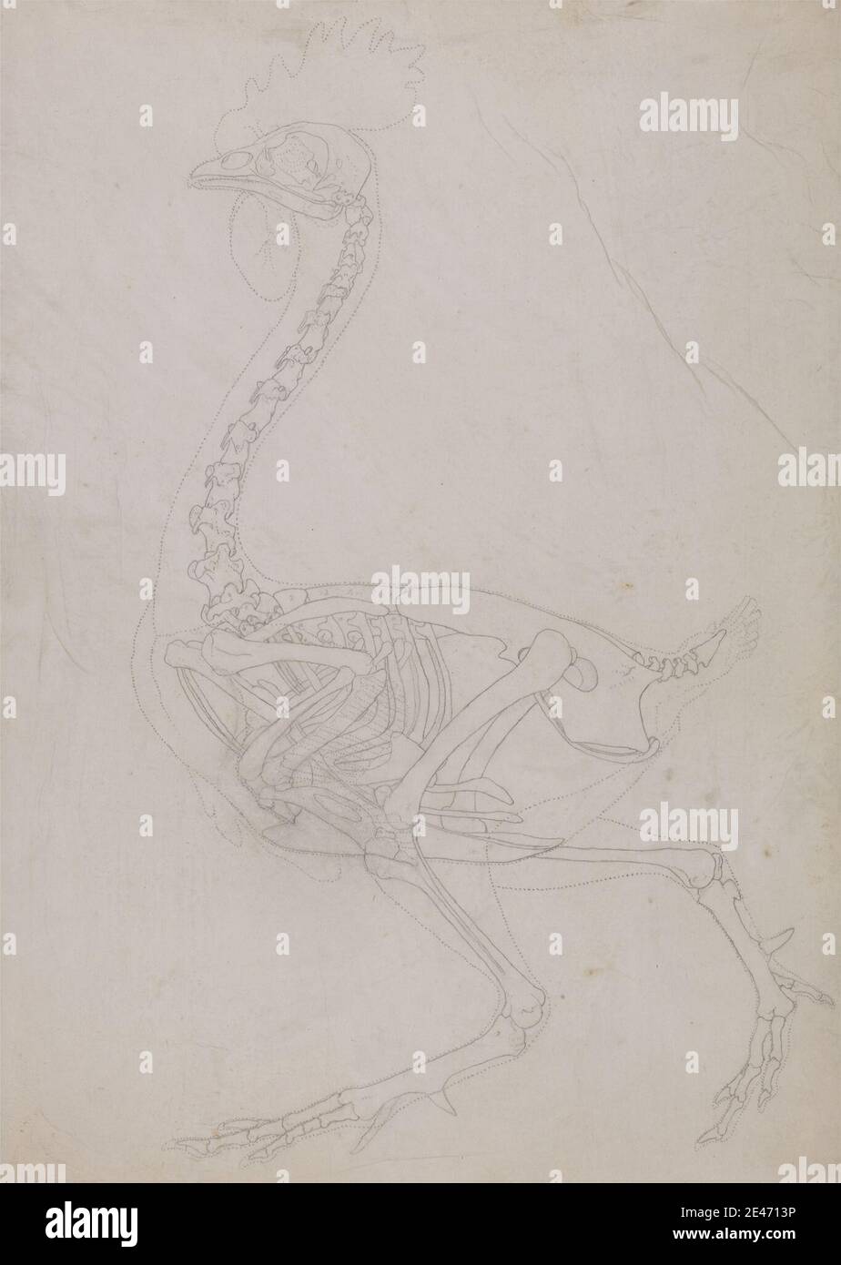 George Stubbs, 1724–1806, inglese, scheletro di uccelli, vista laterale (disegno di contorno), da 1795 a 1806. Grafite su carta sottile, leggermente testurizzata, crema wove. Studio anatomico , anatomia , uccello , studio figurativo , scheletro , studio (lavoro visivo) Foto Stock George Stubbs, 1724–1806, inglese, scheletro di uccelli, vista laterale (disegno di contorno), da 1795 a 1806. Grafite su carta sottile, leggermente testurizzata, crema wove. Studio anatomico , anatomia , uccello , studio figurativo , scheletro , studio (lavoro visivo) Foto Stock