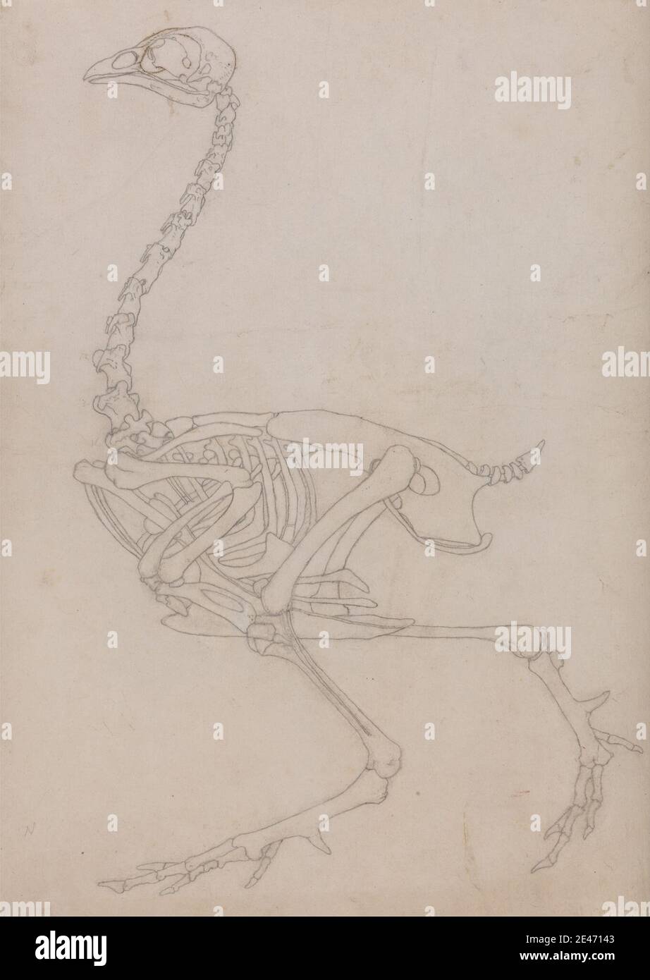 George Stubbs, 1724–1806, British, Fowl Skeleton, Lateral View (disegno del contorno dello scheletro preparato per la figura chiave della Tabella V), 1795–1806. Grafite su carta sottile, leggermente testurizzata, crema wove. Studio anatomico , anatomia , uccello , studio figurativo , scheletro , studio (lavoro visivo) Foto Stock George Stubbs, 1724–1806, British, Fowl Skeleton, Lateral View (disegno del contorno dello scheletro preparato per la figura chiave della Tabella V), 1795–1806. Grafite su carta sottile, leggermente testurizzata, crema wove. Studio anatomico , anatomia , uccello , studio figurativo , scheletro , studio (lavoro visivo) Foto Stock