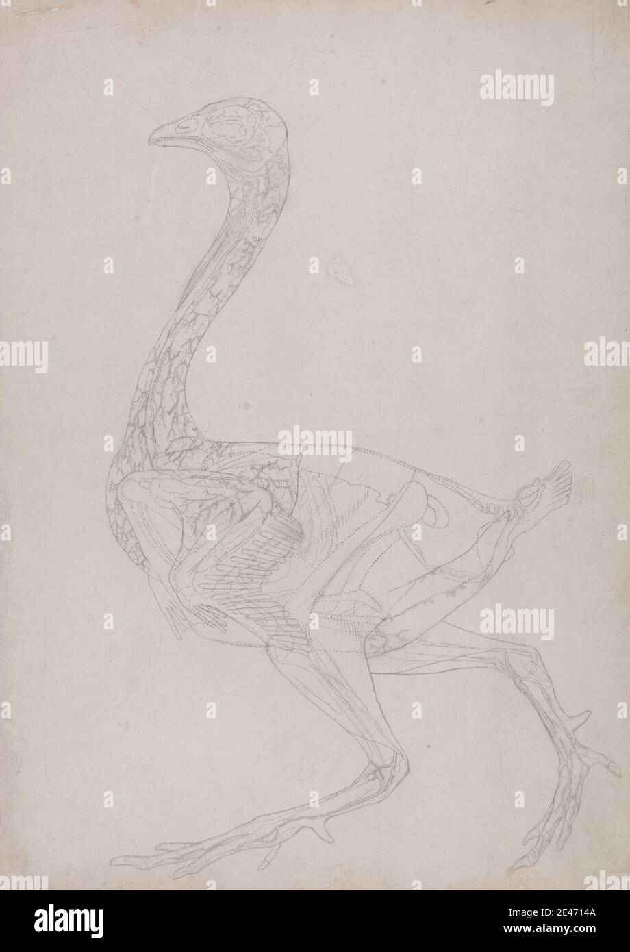 George Stubbs, 1724–1806, inglese, cassone per uccelli, vista laterale (disegno a linee, relativo alla Tabella XV), da 1795 a 1806. Grafite su carta sottile, leggermente testurizzata, crema wove. Studio anatomico , anatomia , uccello , studio figurativo , studio (lavoro visivo) Foto Stock George Stubbs, 1724–1806, inglese, cassone per uccelli, vista laterale (disegno a linee, relativo alla Tabella XV), da 1795 a 1806. Grafite su carta sottile, leggermente testurizzata, crema wove. Studio anatomico , anatomia , uccello , studio figurativo , studio (lavoro visivo) Foto Stock