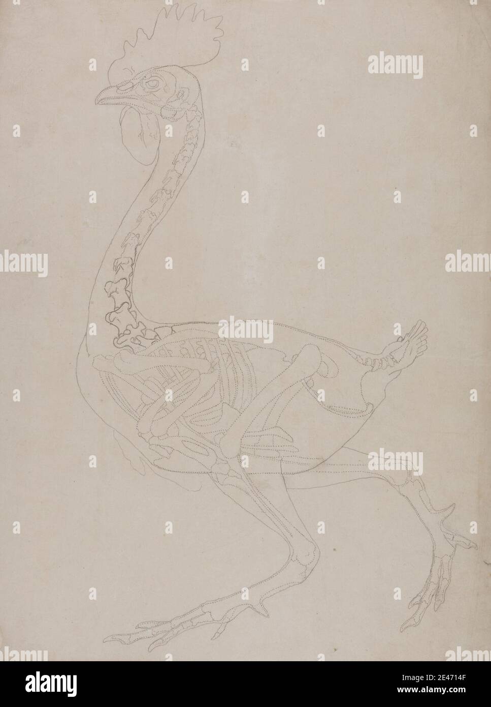 George Stubbs, 1724–1806, British, Fowl Skeleton, Lateral View, 1795–1806. Grafite su carta di wove sottile, leggermente testurizzata, crema. Studio anatomico , anatomia , uccello , studio figurativo , scheletro Foto Stock George Stubbs, 1724–1806, British, Fowl Skeleton, Lateral View, 1795–1806. Grafite su carta di wove sottile, leggermente testurizzata, crema. Studio anatomico , anatomia , uccello , studio figurativo , scheletro Foto Stock