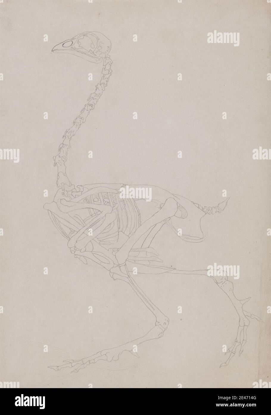 George Stubbs, 1724–1806, British, Fowl Skeleton, Lateral View, 1795–1806. Grafite su carta sottile, leggermente testurizzata, crema wove. Studio anatomico , anatomia , uccello , studio figurativo , scheletro , studio (lavoro visivo) Foto Stock George Stubbs, 1724–1806, British, Fowl Skeleton, Lateral View, 1795–1806. Grafite su carta sottile, leggermente testurizzata, crema wove. Studio anatomico , anatomia , uccello , studio figurativo , scheletro , studio (lavoro visivo) Foto Stock