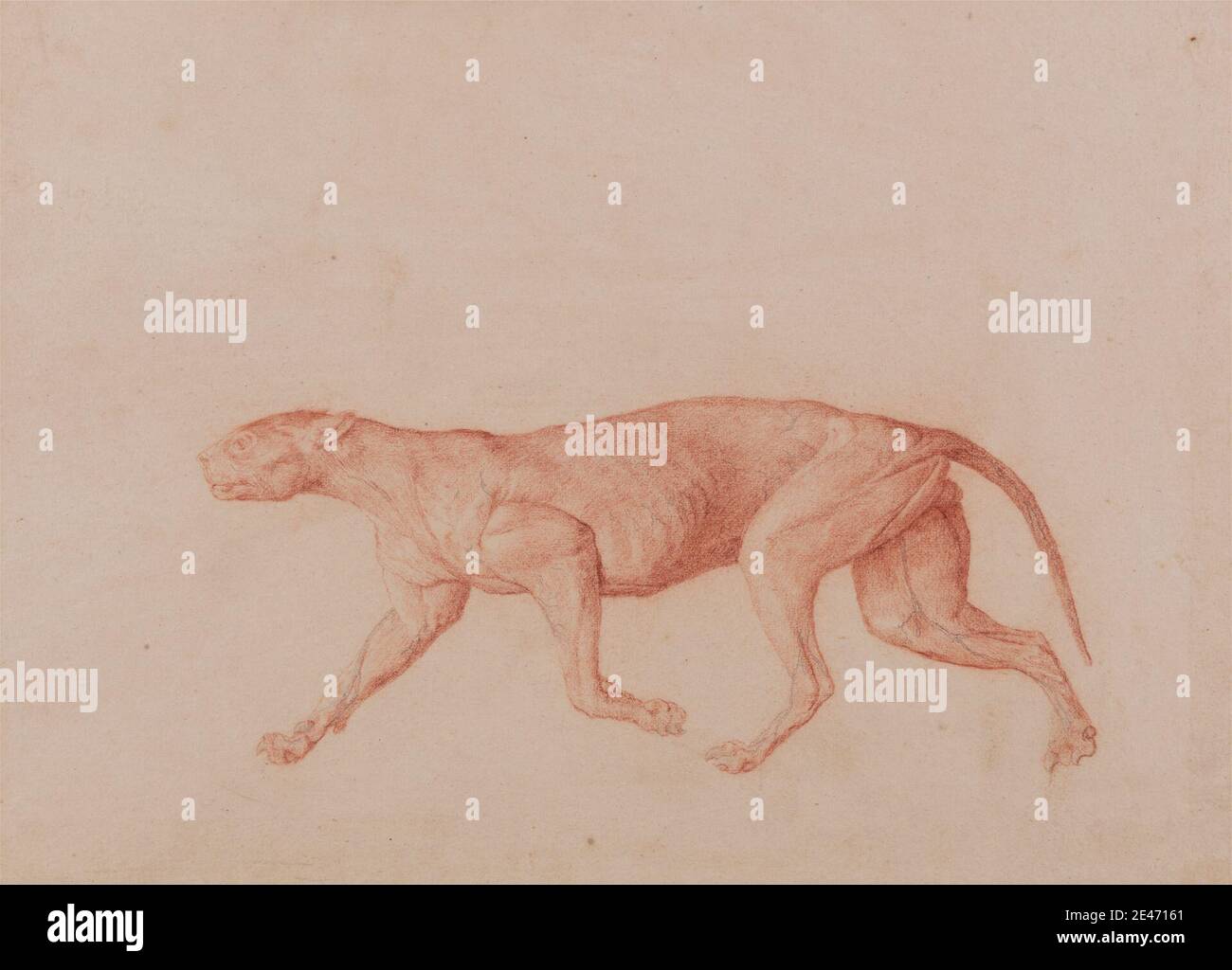 George Stubbs, 1724–1806, British, Leopard Body, Lateral View (primo di cinque studi di un altro grande gatto), da 1795 a 1806. Gesso rosso e grafite su carta sottile, leggermente testurizzata, in wove crema, spessa, moderatamente testurizzata, carta wove. Studio anatomico , anatomia , studio figurativo , coda (appesa) Foto Stock