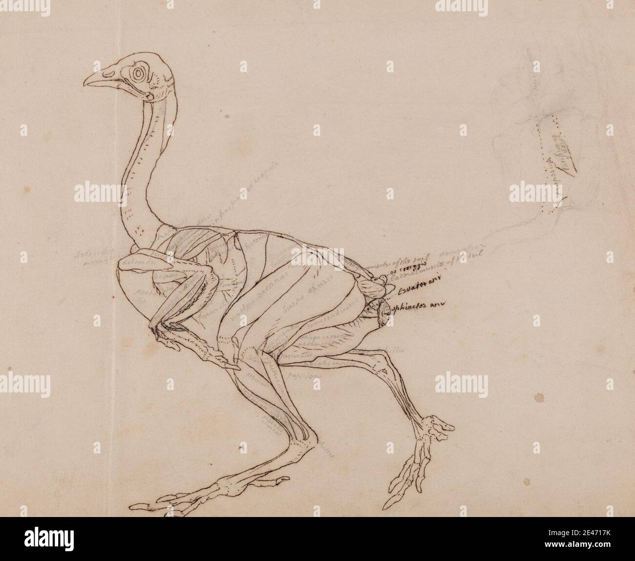 George Stubbs, 1724–1806, British, Dorking Hen Body, Vista laterale (disegno dei muscoli), da 1795 a 1806. Grafite, penna con inchiostro di ferro, con tracce di inchiostro rosso su carta di wove sottile, leggermente testurizzata, crema deposta su crema di spessore moderato, moderatamente testurizzata, carta di wove. Studio anatomico , anatomia , uccello , studio figurativo , studio (lavoro visivo) Foto Stock George Stubbs, 1724–1806, British, Dorking Hen Body, Vista laterale (disegno dei muscoli), da 1795 a 1806. Grafite, penna con inchiostro di ferro, con tracce di inchiostro rosso su carta di wove sottile, leggermente testurizzata, crema deposta su crema di spessore moderato, moderatamente testurizzata, carta di wove. Studio anatomico , anatomia , uccello , studio figurativo , studio (lavoro visivo) Foto Stock