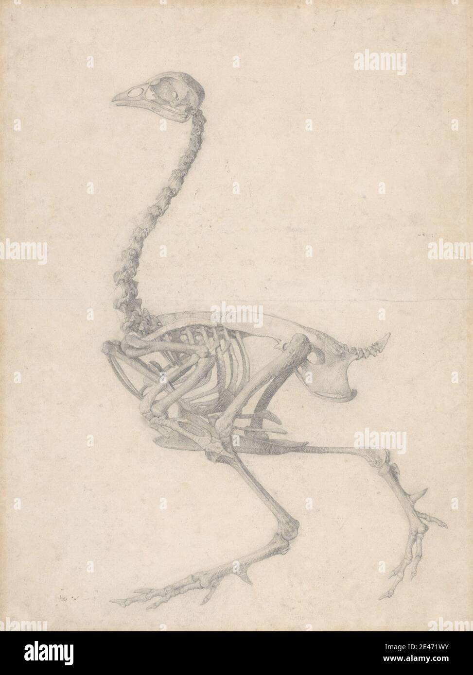 George Stubbs, 1724–1806, British, Fowl Skeleton, Lateral View (studio finito per la Tabella V), tra il 1795 e il 1806. Grafite su carta di wove crema leggermente spessa e leggermente testurizzata. Studio anatomico , anatomia , uccello , studio figurativo , lato , scheletro Foto Stock George Stubbs, 1724–1806, British, Fowl Skeleton, Lateral View (studio finito per la Tabella V), tra il 1795 e il 1806. Grafite su carta di wove crema leggermente spessa e leggermente testurizzata. Studio anatomico , anatomia , uccello , studio figurativo , lato , scheletro Foto Stock