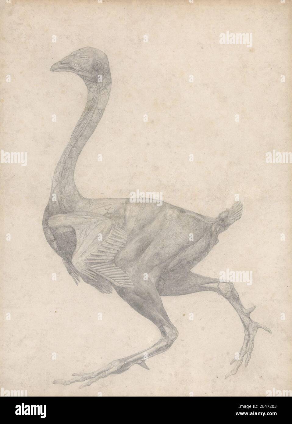 George Stubbs, 1724–1806, British, Fowl, Lateral View, con Skin e strati fasciali sottostanti rimossi (studio finito per la Tabella XV), tra il 1795 e il 1806. Grafite su carta media, leggermente testurizzata, crema wove. Uccello , figura studio , lato Foto Stock George Stubbs, 1724–1806, British, Fowl, Lateral View, con Skin e strati fasciali sottostanti rimossi (studio finito per la Tabella XV), tra il 1795 e il 1806. Grafite su carta media, leggermente testurizzata, crema wove. Uccello , figura studio , lato Foto Stock