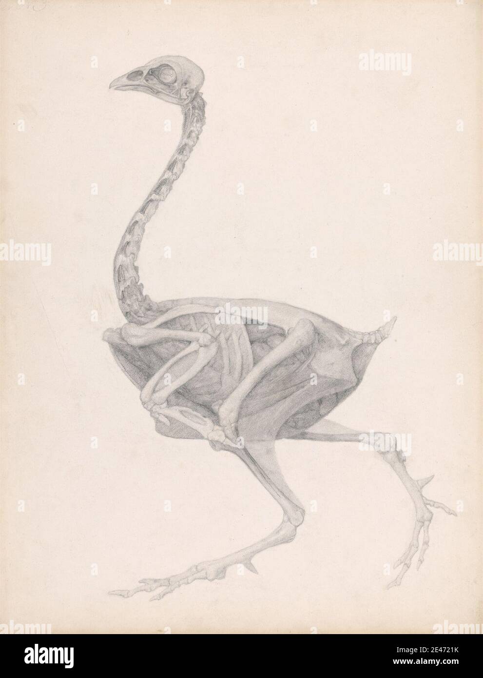 George Stubbs, 1724–1806, British, Fowl Body, Lateral View (Studio altamente finito per una tavola non pubblicata; mostra l'ultima fase in dissezione), tra il 1795 e il 1806. Grafite su carta spessa, moderatamente testurizzata, con tracce di platemark ben definiti lungo i margini. Studio anatomico , anatomia , uccello , studio figurativo , studio (lavoro visivo) Foto Stock George Stubbs, 1724–1806, British, Fowl Body, Lateral View (Studio altamente finito per una tavola non pubblicata; mostra l'ultima fase in dissezione), tra il 1795 e il 1806. Grafite su carta spessa, moderatamente testurizzata, con tracce di platemark ben definiti lungo i margini. Studio anatomico , anatomia , uccello , studio figurativo , studio (lavoro visivo) Foto Stock