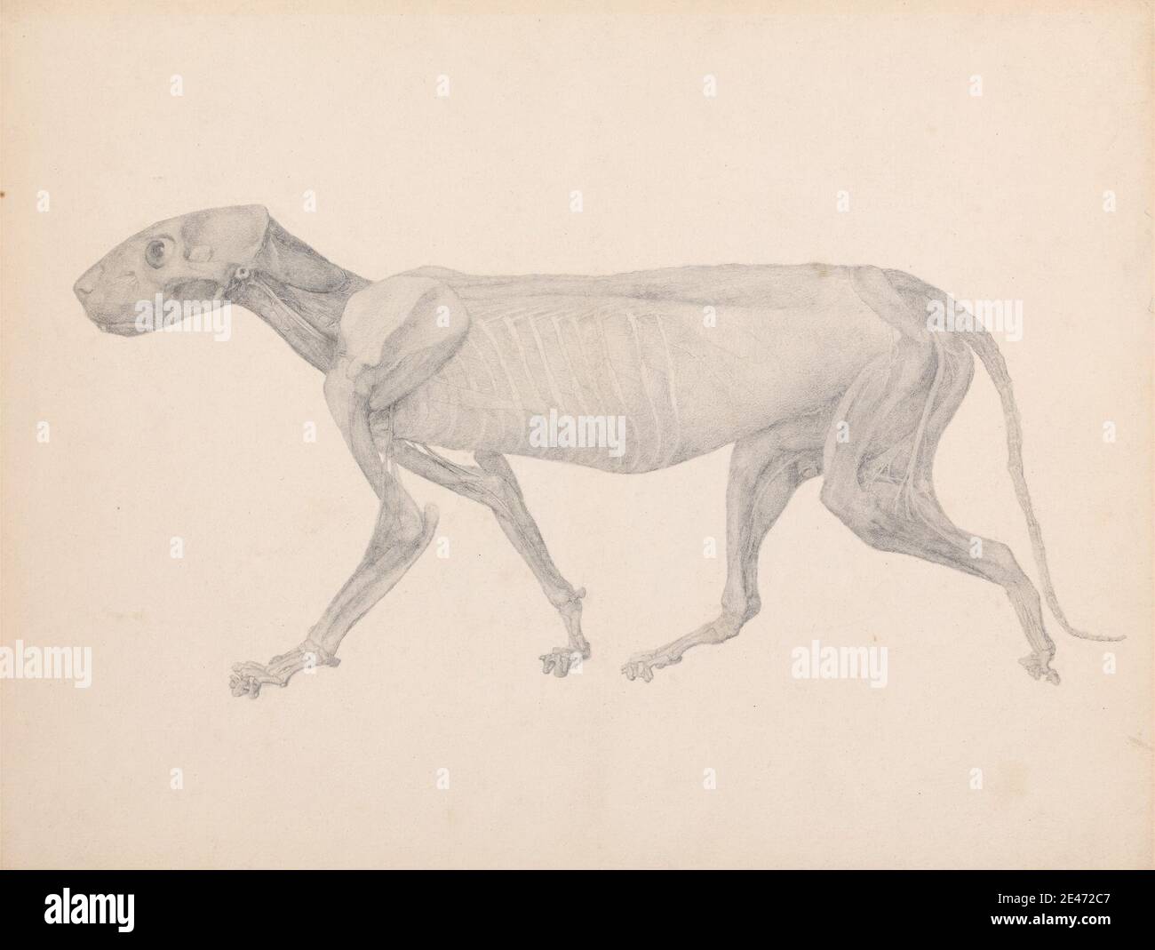 George Stubbs, 1724–1806, British, Tiger Body, Lateral View (disegno finito per la tavola inedita; mostra la terza fase in dissezione), da 1795 a 1806. Grafite su carta spessa, moderatamente testurizzata, crema wove. Studio anatomico , anatomia , animale , gatto (gatto domestico) , studio figurativo , lato , coda (appeso) , tigre Foto Stock