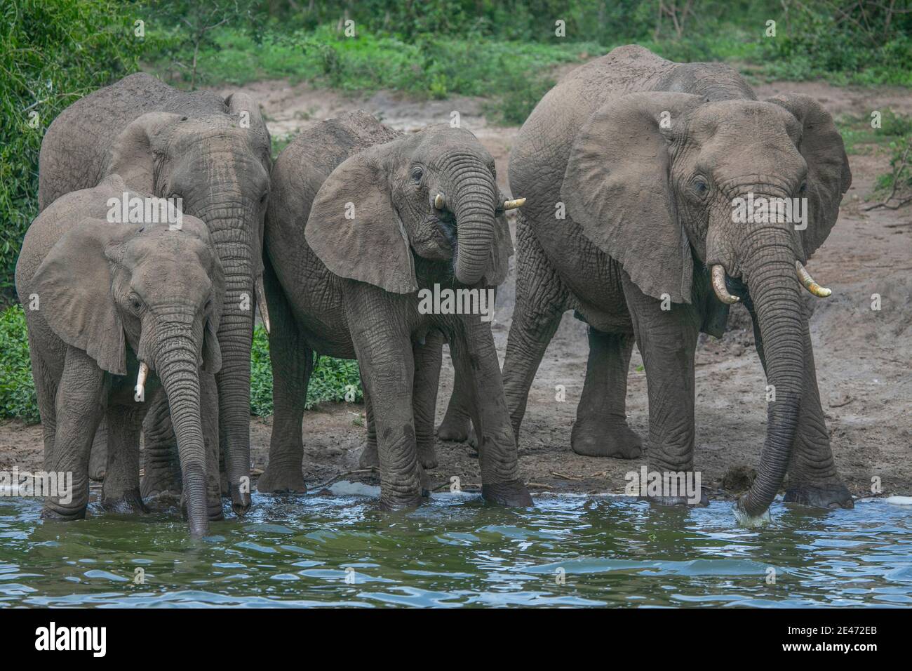 Mandria di elefanti che arriva al fiume per bere acqua. Foto Stock