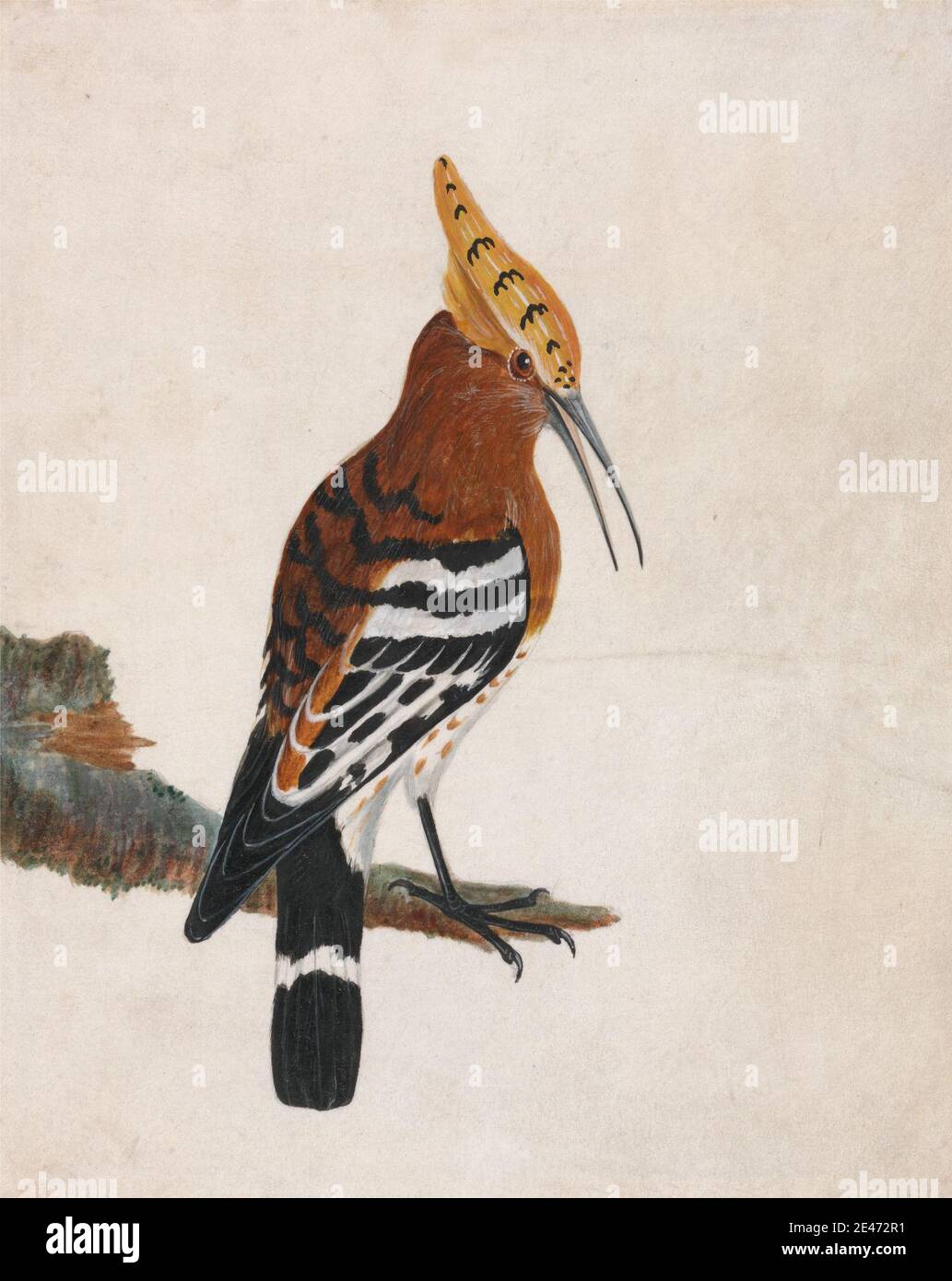 William Lewin, 1747–1795, britannico, Hoopoe: Hoopoe comune, prima del 1790. Acquerello e gouache su grafite su vellum bianco medio liscio. Arte animale , becco , uccello , persico Foto Stock William Lewin, 1747–1795, britannico, Hoopoe: Hoopoe comune, prima del 1790. Acquerello e gouache su grafite su vellum bianco medio liscio. Arte animale , becco , uccello , persico Foto Stock